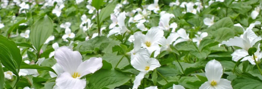 Photo - Spring - Trilliums -1