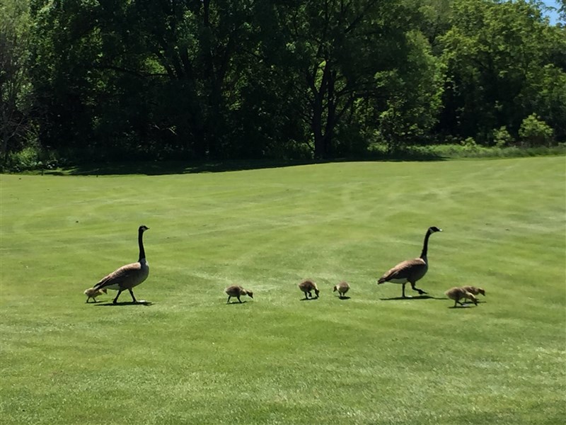 Photos - Golf1 - Canada Geese